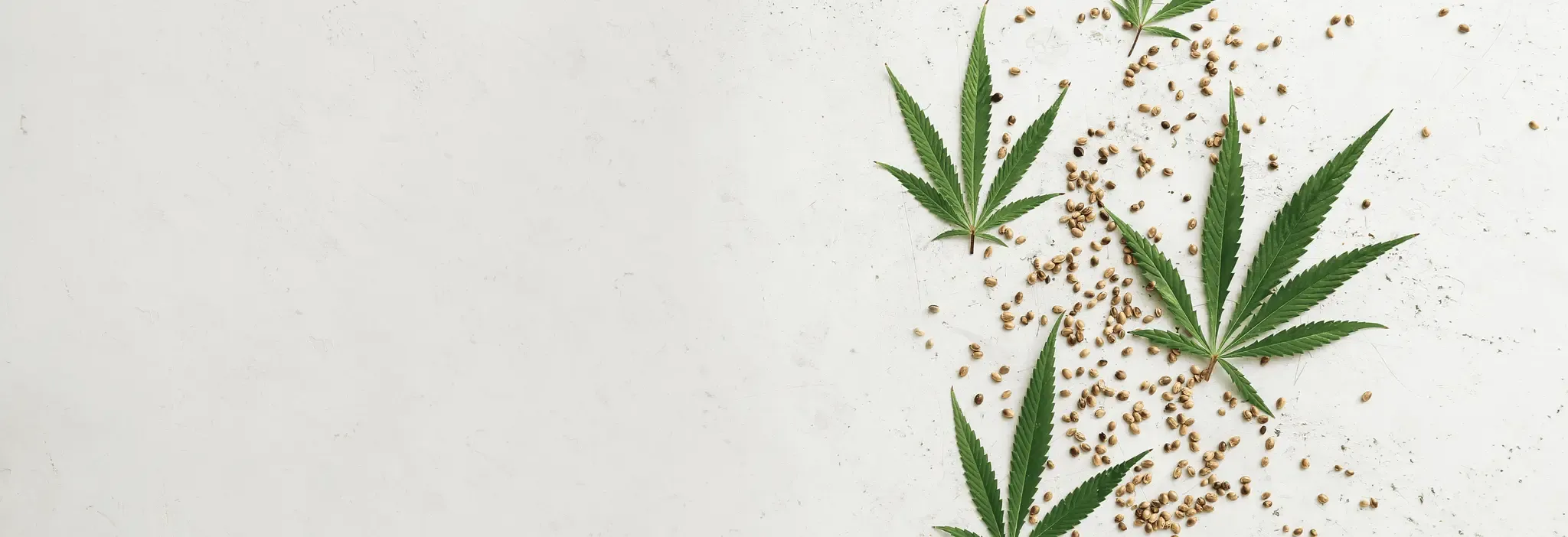 Cannabisblätter und -samen