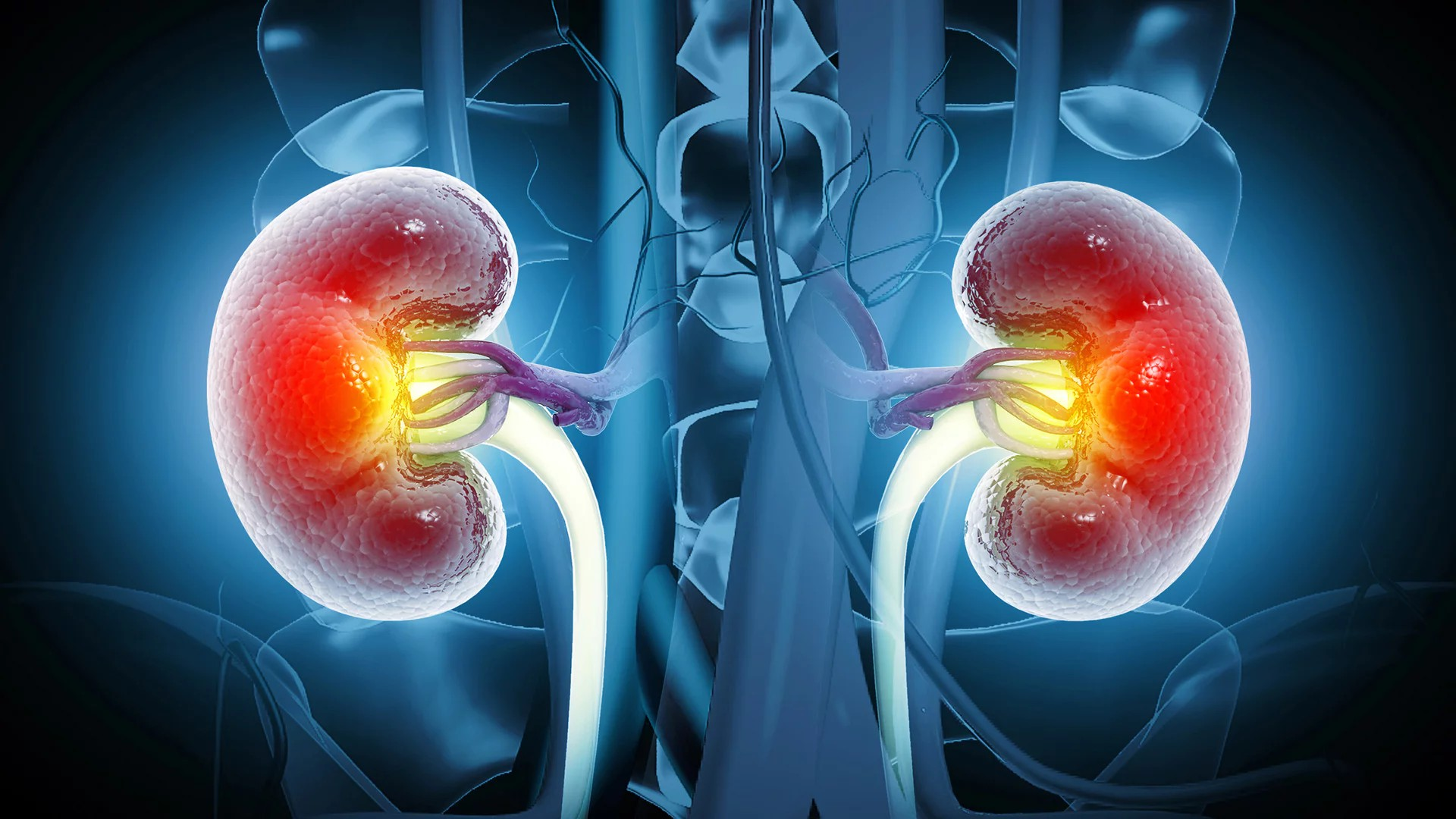Abbildung der menschlichen Nieren